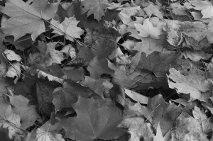 Fall Photo Tips: Include the Color: Black and white photos. 