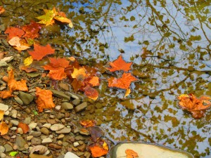 Fall Photo Tips: Include a New Point of View. Shoot from above and get reflections of the trees in the pond below.