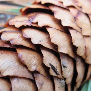 Fall Photo Tips: Include three points of view. From close-up to Macro. Pine cone, very close to see the details.