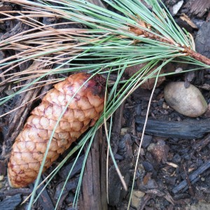 Fall Photo Tips: Include photos from three points of view: Close-up to Macro. Pine cone with needles.