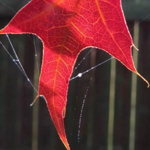 Fall Photo Tips: Include photos from three views:close-ups. Dew clinging to the spider web on the leaf.