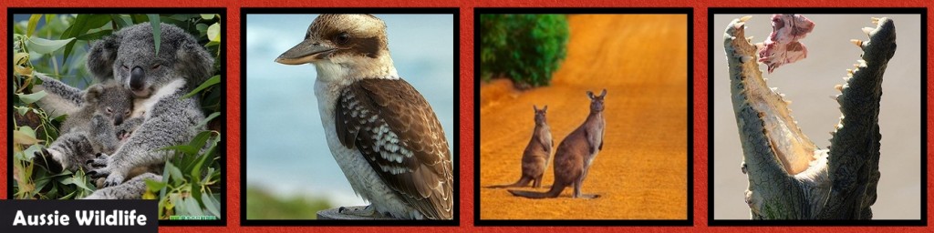 MM_INSP_AO Australian Outback: WIldlife
