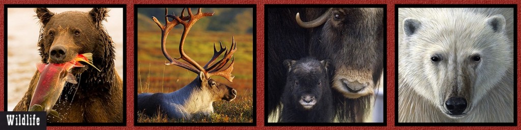 MM Alaska Wildlife